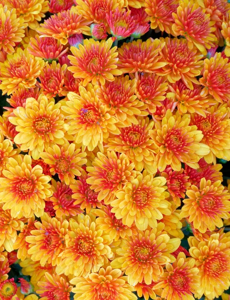 Vibrant Yellow Orange Chrysanthemums Top View Close Natural Background — Stock Photo, Image