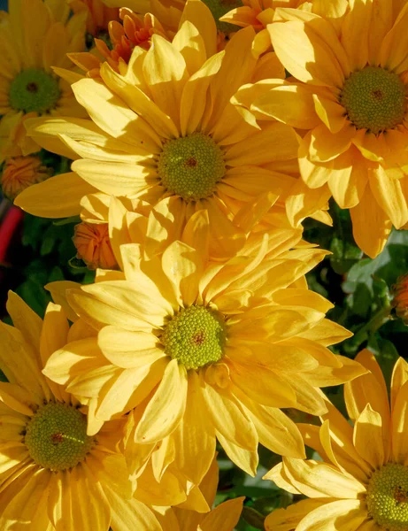 Vibrant Yellow Chrysanthemums Top View Close Garden — Stock Photo, Image