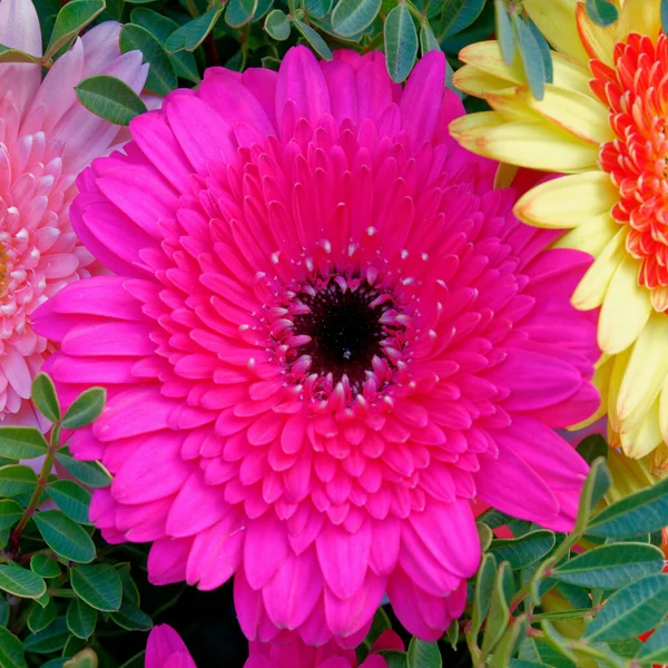 Colorful Violet Gerber Daisy Top View Close Garden — Stock Photo, Image