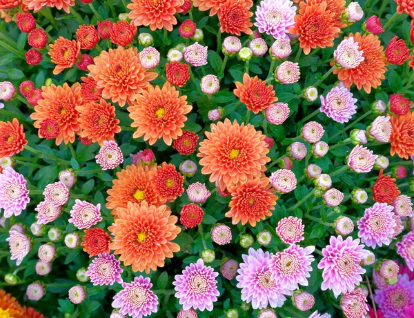 Naranja Rosa Crisantemos Vista Superior Cerca Fondo Floral — Foto de Stock