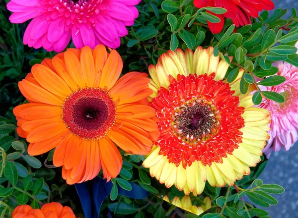 Marguerites Gerber Colorées Vue Dessus Près Dans Jardin — Photo