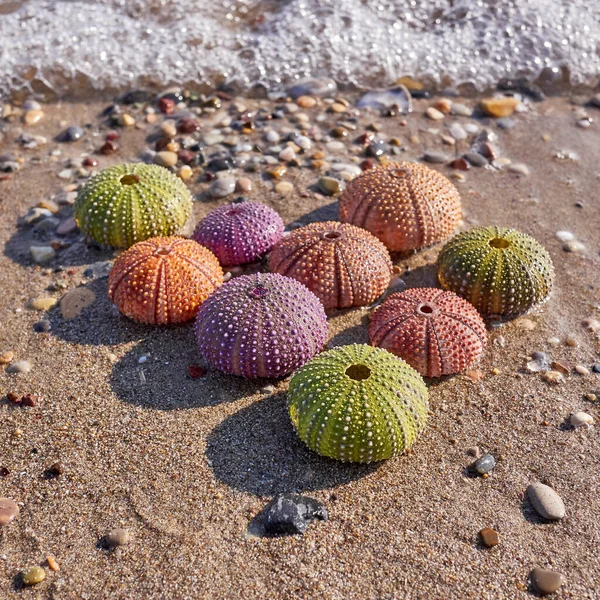 variety of colorful sea urchins on the beach and sea waves on the background