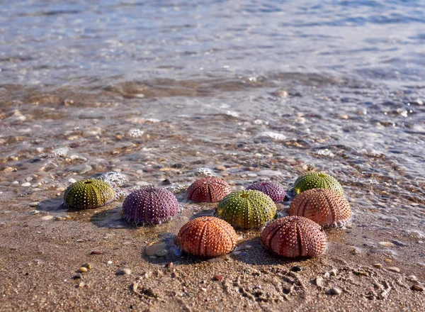 Olika Färgglada Sjöborrar Stranden Och Havsvågor Bakgrunden — Stockfoto