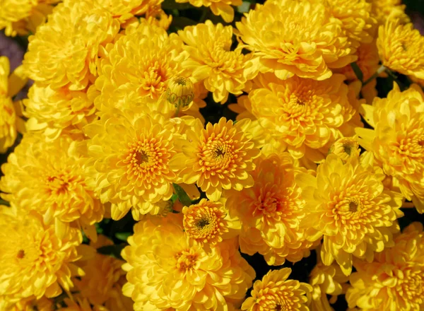 Bunte Gelbe Chrysanthemen Von Oben Aus Nächster Nähe Natürlicher Hintergrund — Stockfoto