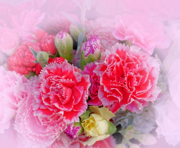Красочные Гвоздичные Цветы Букет Вид Сверху Мягкий Воздушный Естественный Фон — стоковое фото