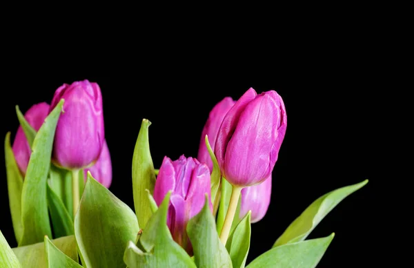 Vibrante Violeta Coloridas Flores Tulipa Fundo Preto Liso Estúdio Tiro — Fotografia de Stock