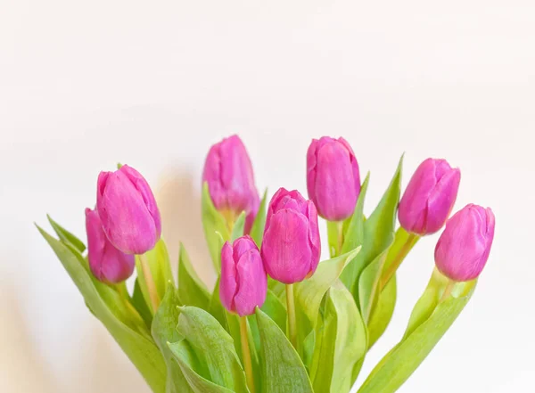 Vibrantes Flores Tulipán Color Violeta Sobre Fondo Blanco Liso Plano —  Fotos de Stock