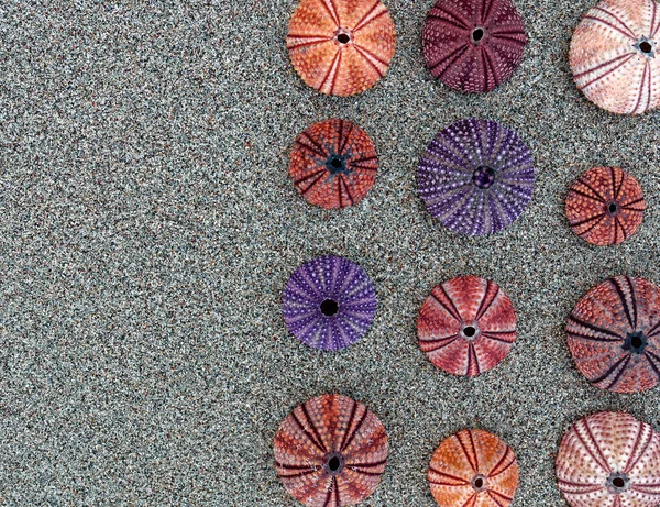 Colorful Sea Urchins Wet Sand Beach Space Text — Stock Photo, Image