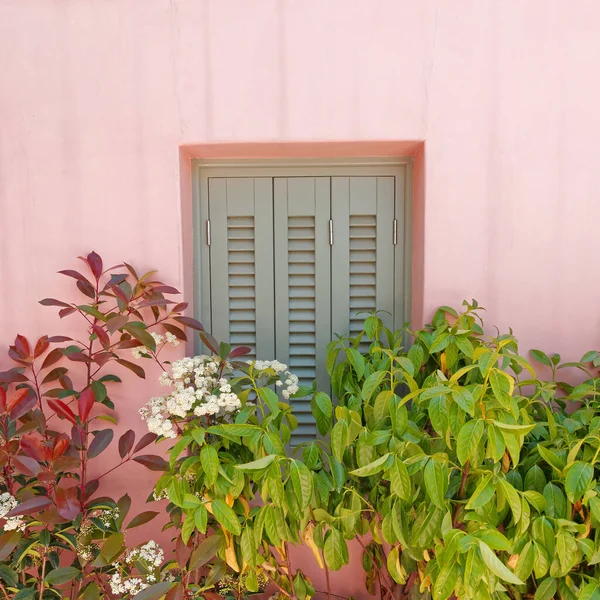 Açık Pembe Duvardaki Gri Pencere Panjurları Yeşil Bitkilerin Yaprakları — Stok fotoğraf