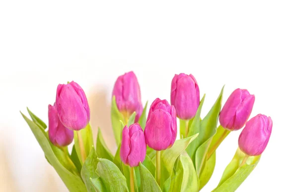 Vibrantes Flores Tulipán Color Violeta Sobre Fondo Blanco Liso Plano —  Fotos de Stock