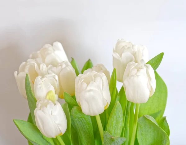 Helle Weiße Tulpenblüten Auf Weißem Hintergrund Nahaufnahme — Stockfoto