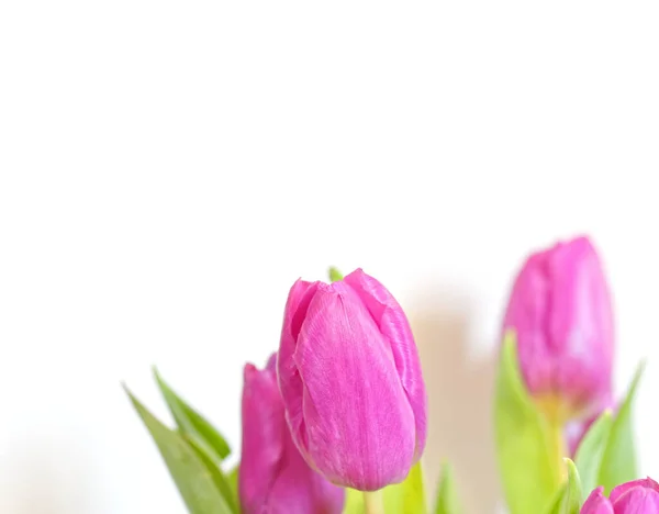 Vibrante Violeta Coloridas Flores Tulipa Fundo Branco Liso Estúdio Tiro — Fotografia de Stock