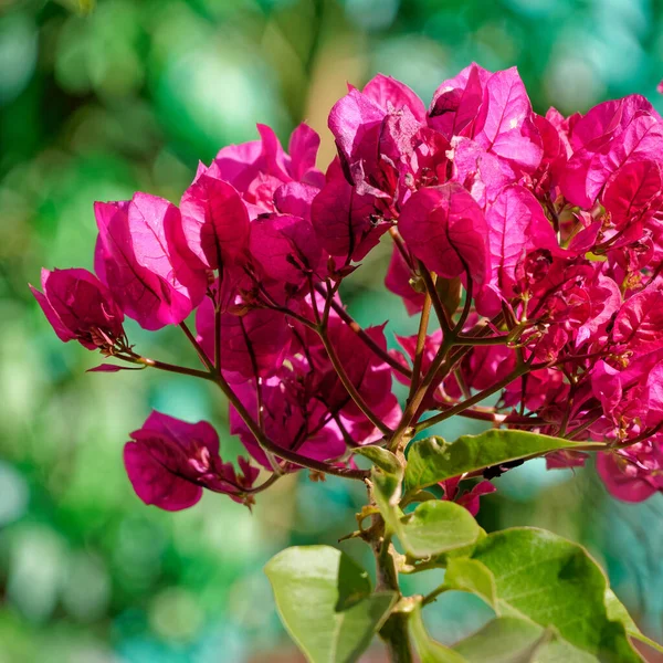 Röd Bougainvillea Naturlig Bukett Nära Trädgården — Stockfoto