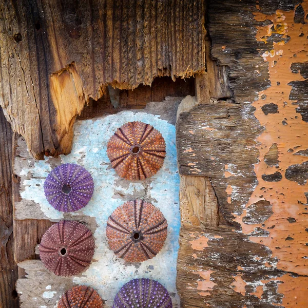 Colección Conchas Erizo Mar Colores Sobre Fondo Madera Envejecida Grunge — Foto de Stock