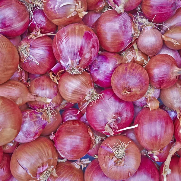 Cebolas orgânicas para venda — Fotografia de Stock