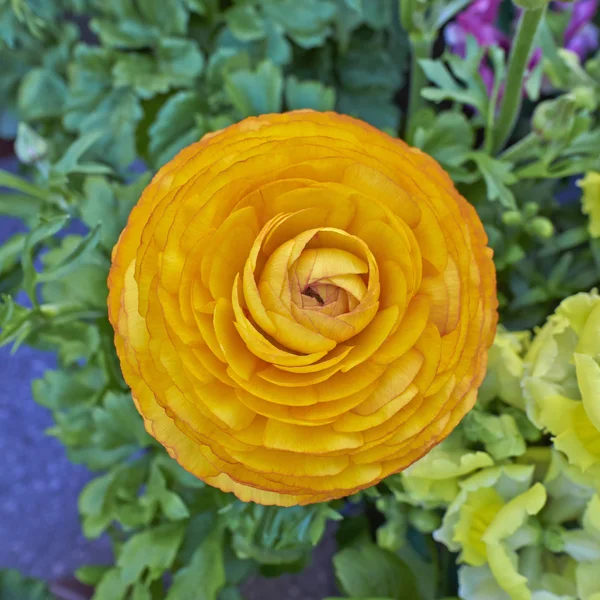 Fiore di ranuncolo arancione primo piano — Foto Stock
