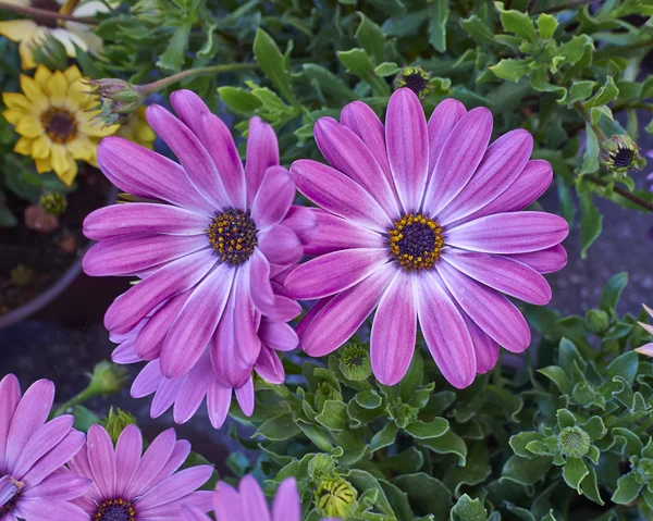 Violet colored daisies closeup — Stock Photo, Image