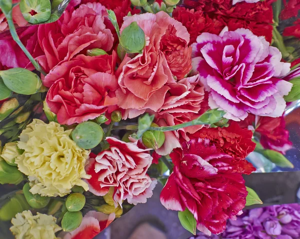 Variedade de flores de cravo coloridas — Fotografia de Stock
