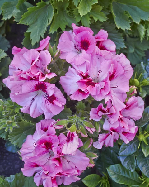 Цветы пеларгония — стоковое фото