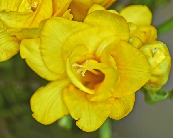 Freesia κίτρινο λουλούδι closeup — Φωτογραφία Αρχείου