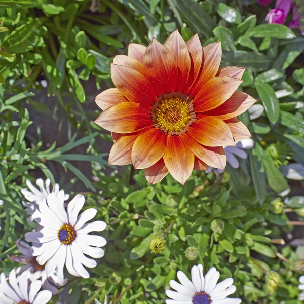 Orange gazania blomma närbild — Stockfoto