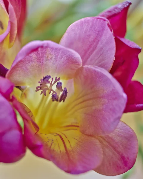 Violeta e amarelo freesia flor closeup — Fotografia de Stock