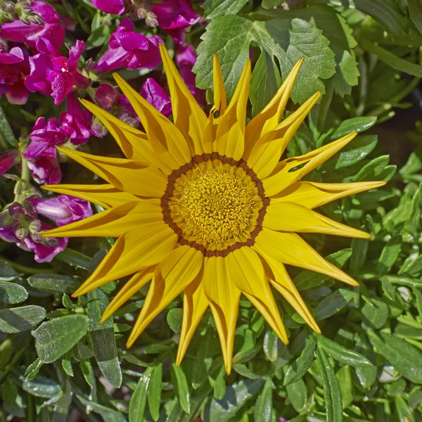 Gazania κίτρινο λουλούδι closeup — Φωτογραφία Αρχείου