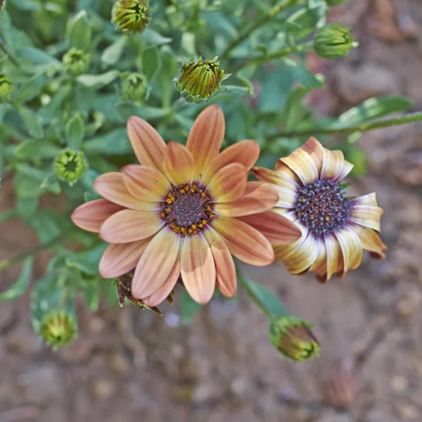 Laranja margarita flores closeup no jardim — Fotografia de Stock