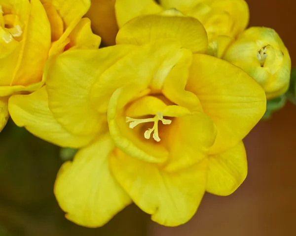 Freesia κίτρινο λουλούδι closeup — Φωτογραφία Αρχείου