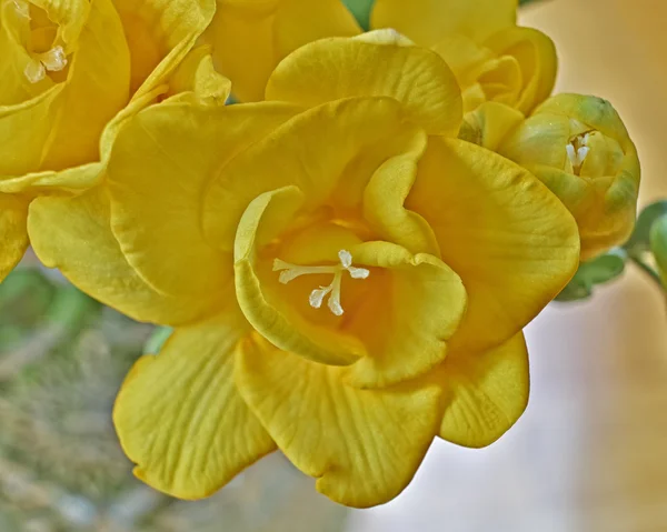 Gelbe Freesia-Blume Nahaufnahme — Stockfoto
