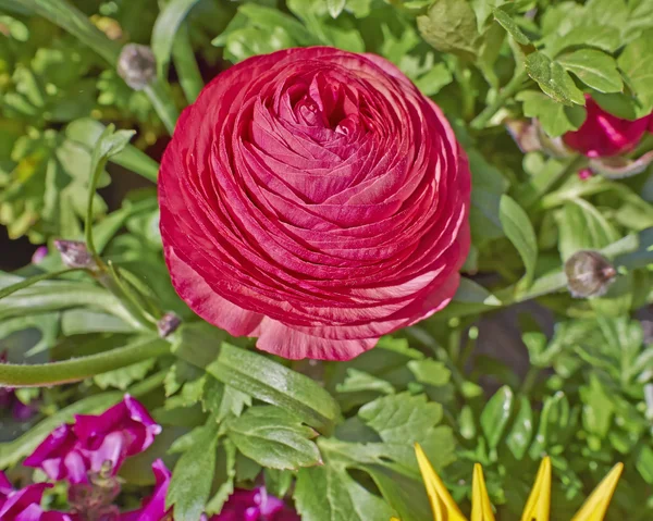 赤いキンポウゲの花クローズ アップ — ストック写真