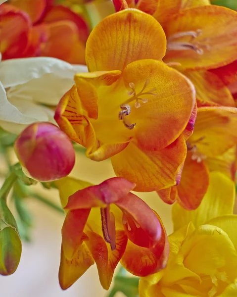 Orange freesia flower closeup — Stock Photo, Image