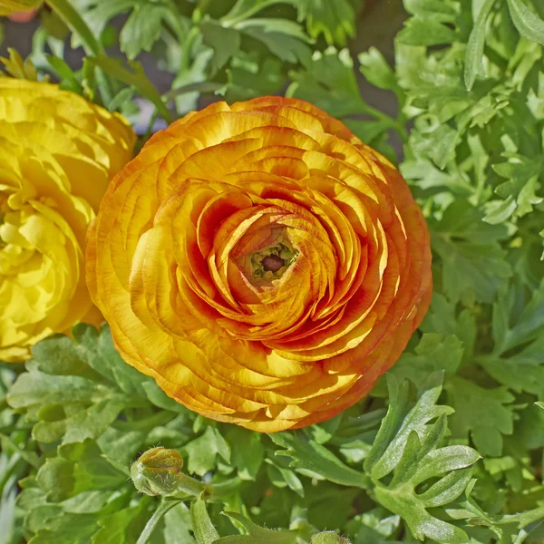 Orange buttercup flower closeup — Stock Photo, Image