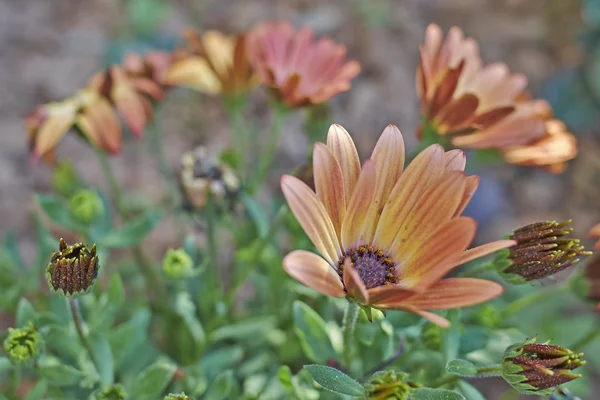 Laranja margarita flores closeup no jardim — Fotografia de Stock