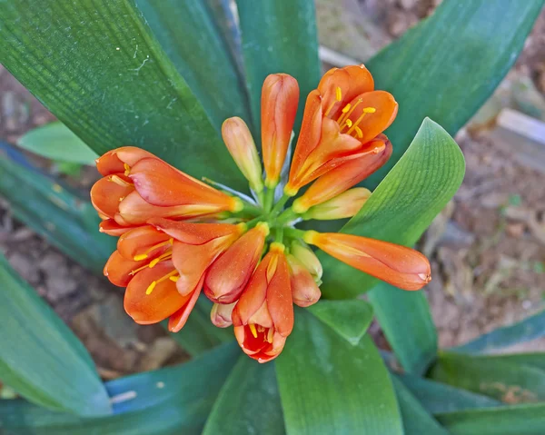 Bush lily (clivia miniata) blomma — Stockfoto