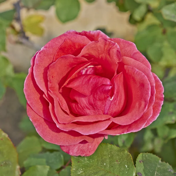 Rosa blomma närbild — Stockfoto