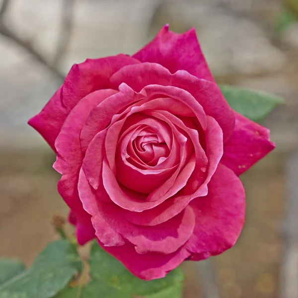 Fleur rose gros plan — Photo