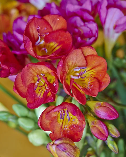 Levendige gekleurde freesia bloemen — Stockfoto