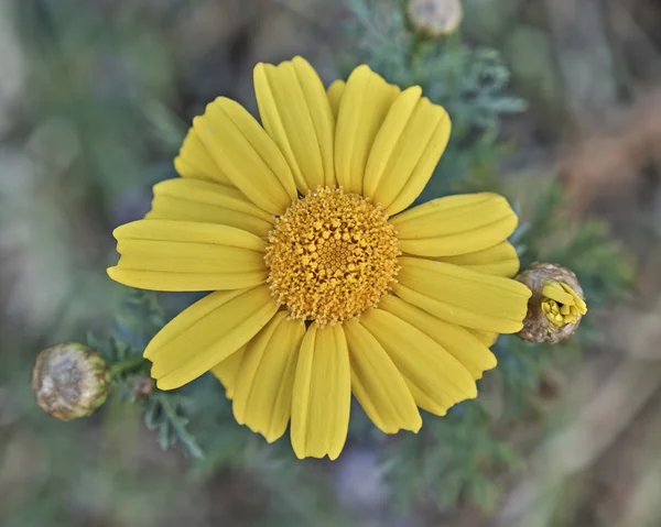Flor de margarita salvaje amarilla —  Fotos de Stock