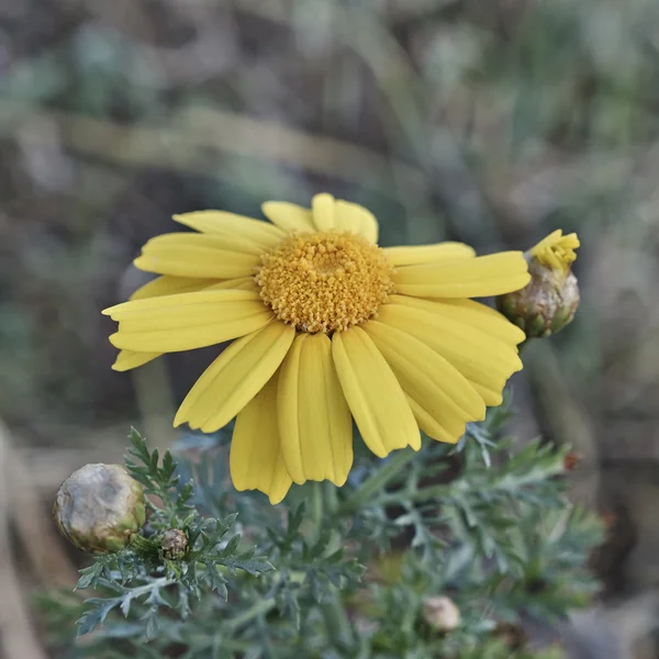 Giallo fiore margherita selvatica — Foto Stock