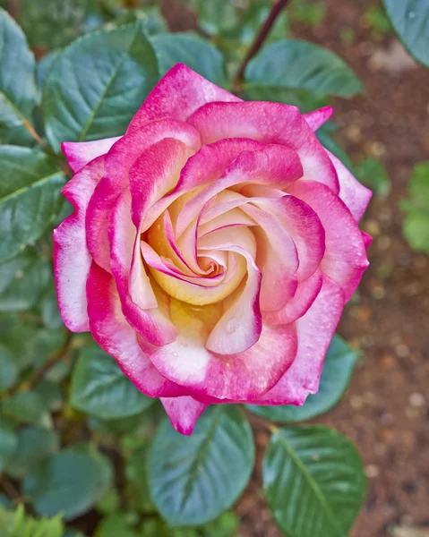 Primo piano colorato fiore di rosa — Foto Stock