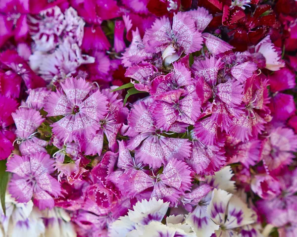 Chiński małych kwiatów Goździk — Zdjęcie stockowe