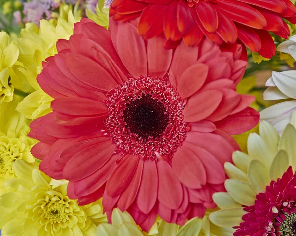 Gerber daisy květ záběr — Stock fotografie
