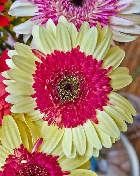 Gerber daisy flower närbild — Stockfoto