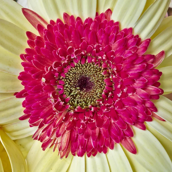 Gerber daisy flower closeup — Stock Photo, Image