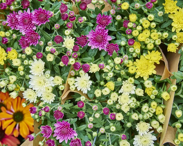 Vielfalt an bunten Chrysanthemen — Stockfoto