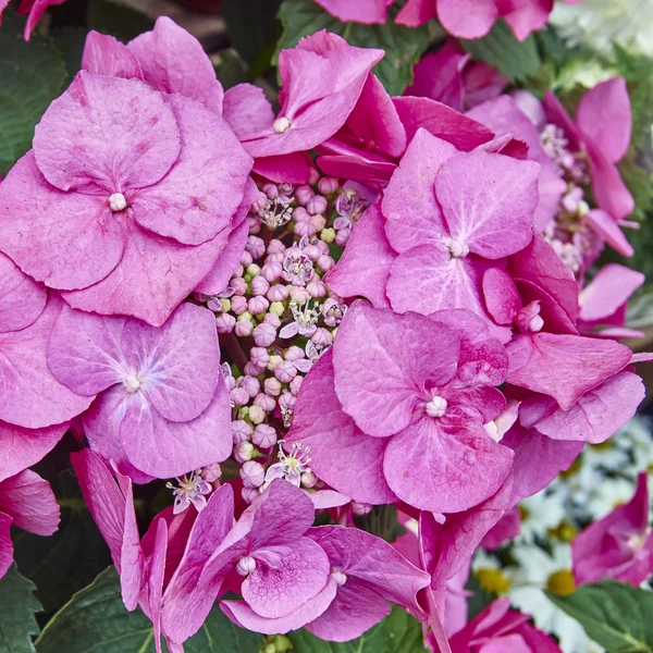 Hortensia flores close-up — Fotografia de Stock