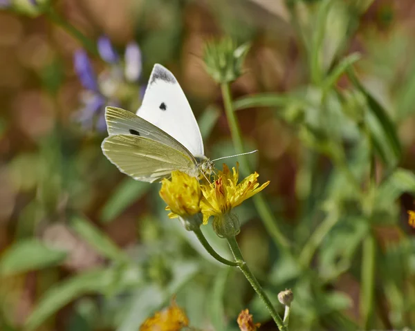 Mariposa polinizando flor de margarita silvestre — Foto de Stock