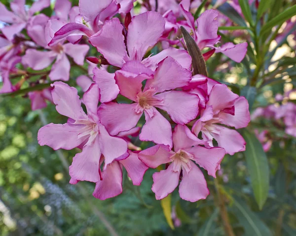 Oleandro bouquet naturale — Foto Stock