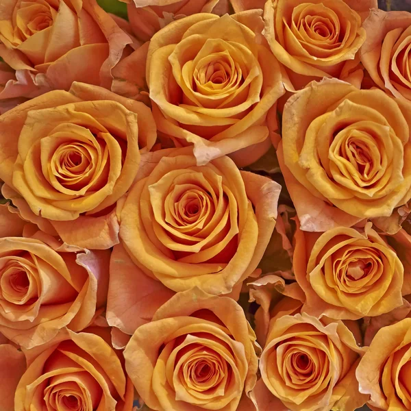 Closeup oranžové růže — Stock fotografie